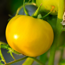 [TOMACAROJAUN4.5] Tomate Carolina Gold