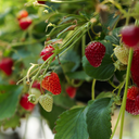 [FRAIDELI13] Jardiniere Fraise Delizz