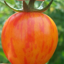 [TOMABUMBMAUV4.5] Tomate Bumble Bee (Purple)