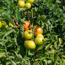 [TOMACHEFJAUN4.5] Tomate Chef'S Choice (Yellow)