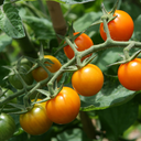 [TOMASUNGORAN6] Tomate Sungold (6 pouces)