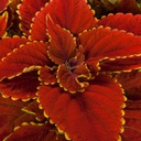 [COLETALAMOON5] Coleus Talavera