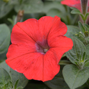 Petunia Starlet (Rouge, 4 pouces)