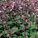 Penstemon dakota verde