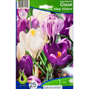 Bulbes : Crocus - Blue Moon Mixture - Large Flowering