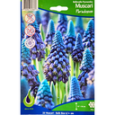 Bulbes : Muscari - Paradoxum - Bellevalia  Pycnantha