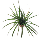 Dracaena marginata (Tressé)