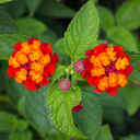 Lantana Gem Compact (Orange fire, 4 pouces)