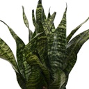 Sansevieria trisciata zeylania (10 pouces)