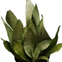 Sansevieria trifasciata moonshine (4 pouces)