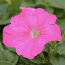 [PETUSUCCPINKpanier6] Petunia succes pink (panier de 6)