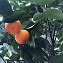 Calamondin (1 gallon)