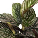 Calathea ornata