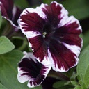 [PETUMISSMARV4.5] Petunia miss marvelous