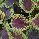 [COLECOLE6] Coleus coleosaurus