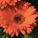 [GERBORAN6] Gerbera orange