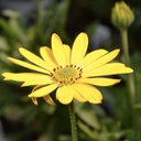 [OSTEZIONPURYELL4.5] Osteospermum zion pur yellow