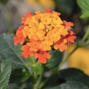 [LANTORANJUCE4.5] Lantana orange juce