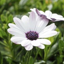 [OSTECOMPBLAN4.5] Osteospermum compact blanc