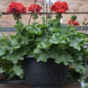 [JARDGERAROUG12] Jardiniere de geranium (Rouge)