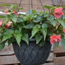 [JARDBEGOROUG12] Jardiniere de begonia (Rouge)