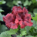 [GERAÉLÉGCLAR4.5] Geranium elegance claret