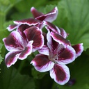 [GERAELEGIMPE6] Geranium elegance imperial