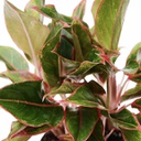 Aglaonema siam