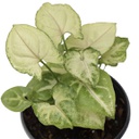 Syngonium podophyllum bright allusion