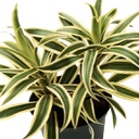 Dracaena song of india