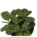 Calathea burel Marxii