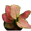 Aglaonema cherry pink