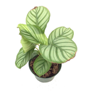 Calathea orbifolia