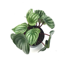 Peperomia watermelon