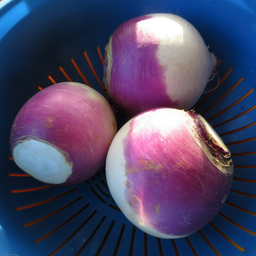 Semences navet blanc à collet violet