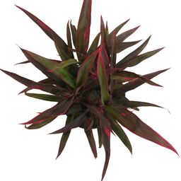 Cordyline sensation red