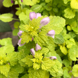 Lamium aureum