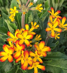 Primula Oakleaf yellow picote