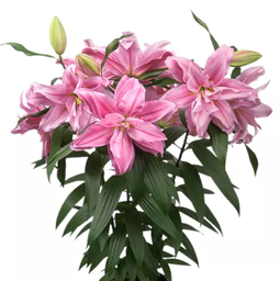 Lilium Roselily Sara