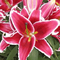 Lilium Sunny after eight (oriental)