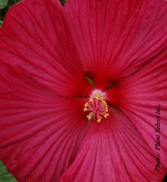 Hibiscus Luna Red