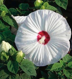 Hibiscus Luna White