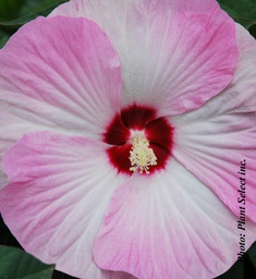 Hibiscus Luna Pink Swirl