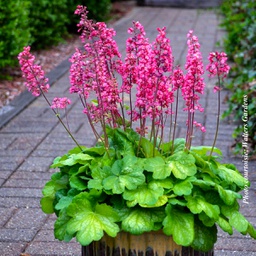 [1HEUTIGL01] Heuchera Timeless Glow