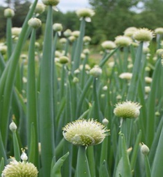 [1ALLALTA01] Allium altaicum