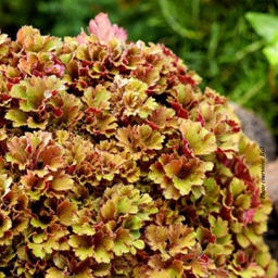 [1HEUFRIL01] Heuchera Frilly