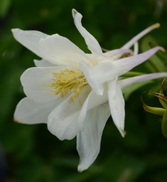 [1AQUEBWH01] Aquilegia Earlybird white