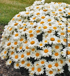 [1LEUWHOO01] Leucanthemum Whoops a Daisy