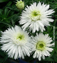 [1LEUSANT01] Leucanthemum sante