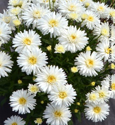 [1LEUMOHO01] Leucanthemum Mount hood